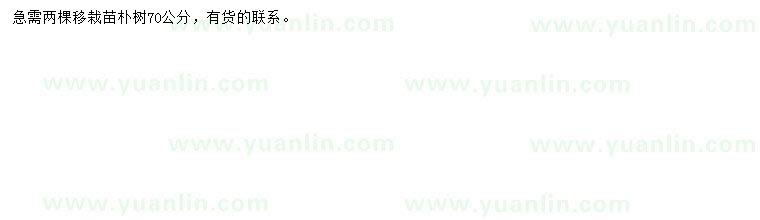求購(gòu)70公分樸樹苗