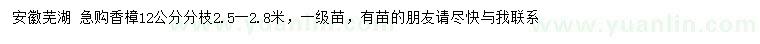 求購12公分香樟