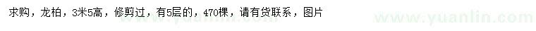 求購高3.5米龍柏