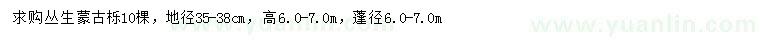 求購(gòu)地徑35-38公分叢生蒙古櫟