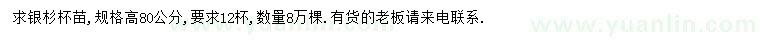 求購高80公分銀杉