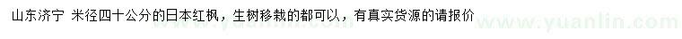 求購米徑40公分日本紅楓