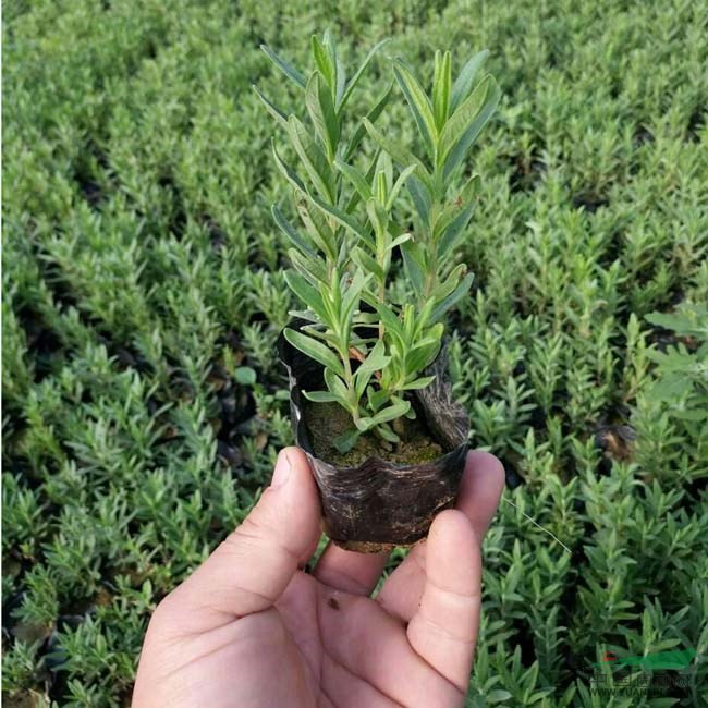  薰衣草  薰衣草種子  草花地被園林綠化