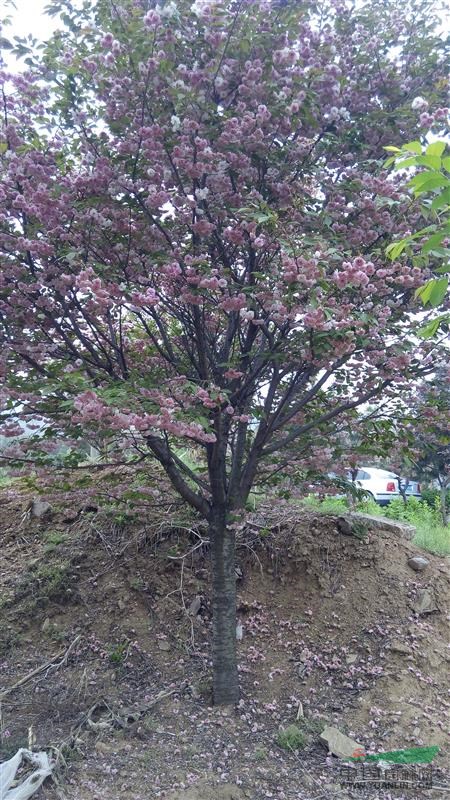 山東晚櫻 普賢象櫻花  松月櫻花   綠櫻（郁金櫻）