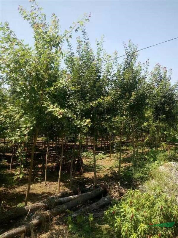 河南供應4公分元寶楓，元寶楓價格