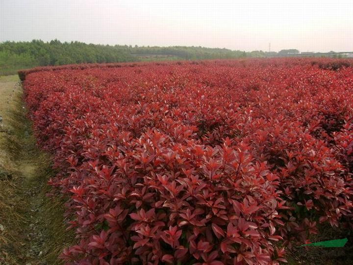 浙江紅葉石楠球批發(fā)  ，石楠柱批發(fā)  