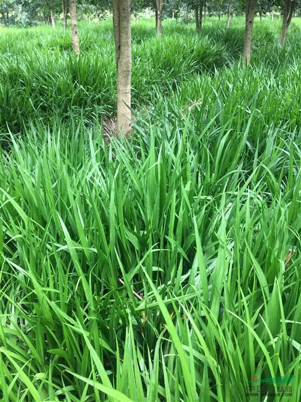 大量供應吉祥草200萬，新上市數(shù)量足品質優(yōu)，價格實惠產地直銷