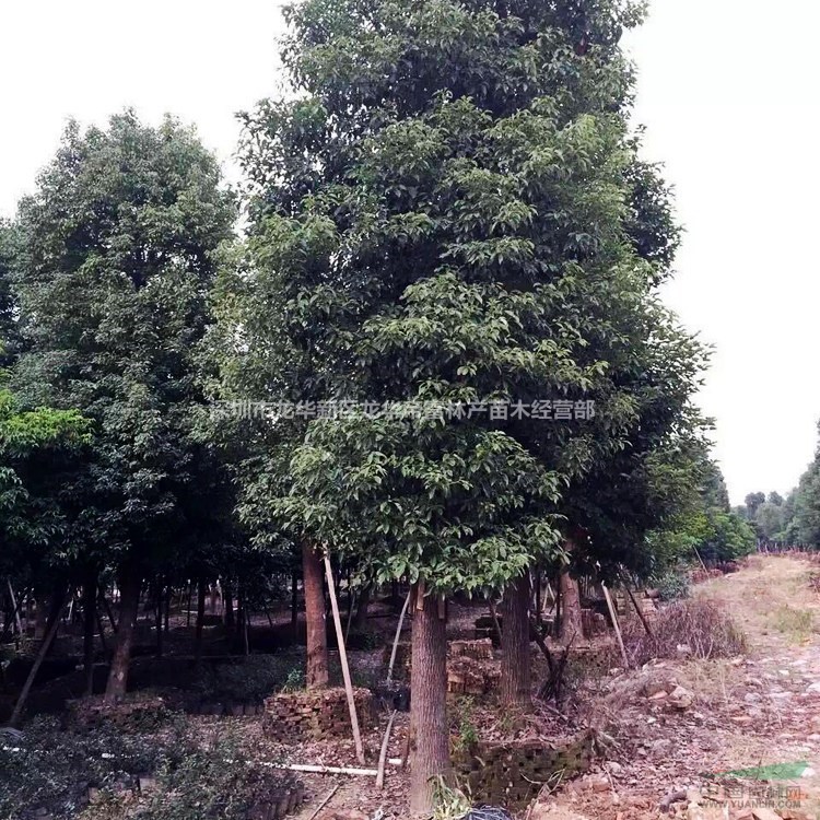 广东批发8－60公分香樟 各种规格行道绿化樟树