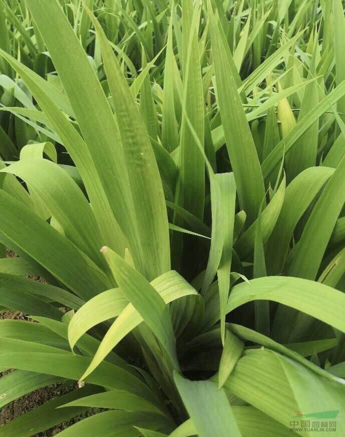 批發(fā)鳶尾 德國鳶尾 大花鳶尾 蝴蝶蘭 地被類