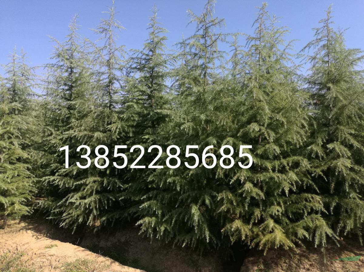 南京3米雪松價格