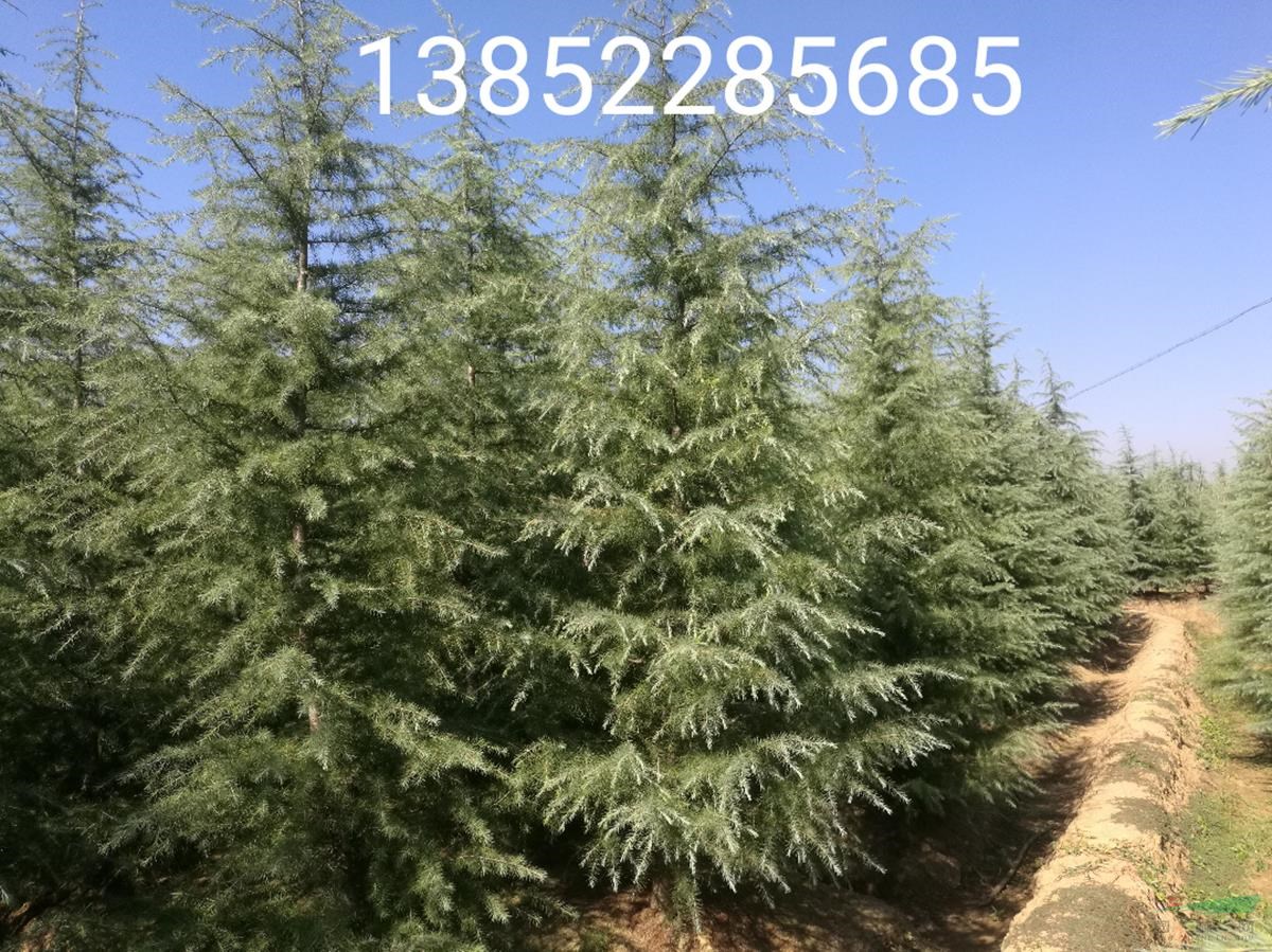 南京3米雪松價格