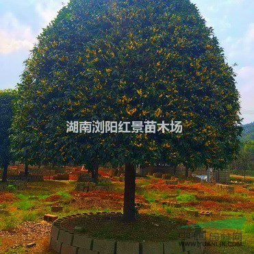 20公分造型榆樹，30公分湖南造型榆樹價格