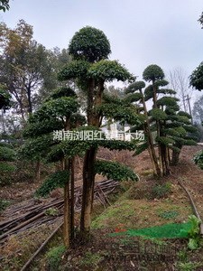 20公分造型榆樹，30公分湖南造型榆樹價格