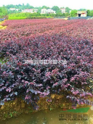 供應紅葉石楠球，湖南紅葉石楠柱，5-10公分紅葉石楠樹價格