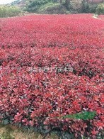 湖南紅葉石楠價(jià)格，高桿紅葉石楠價(jià)格，紅葉石楠小苗價(jià)格