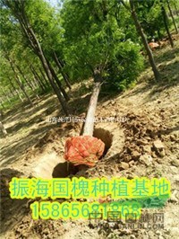 20公分國槐樹自產(chǎn)自銷 量大優(yōu)惠