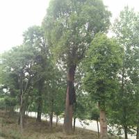湖北紅東園林大量供應(yīng)移栽香樟