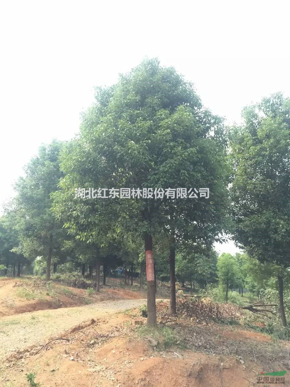 湖北荊州移栽香樟