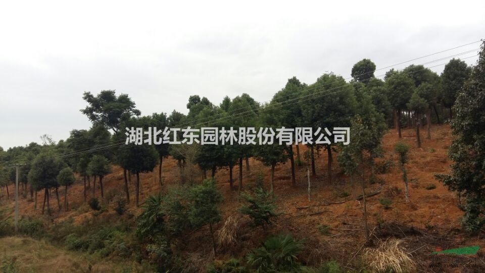 荊州骨架香樟丨松滋移栽香樟