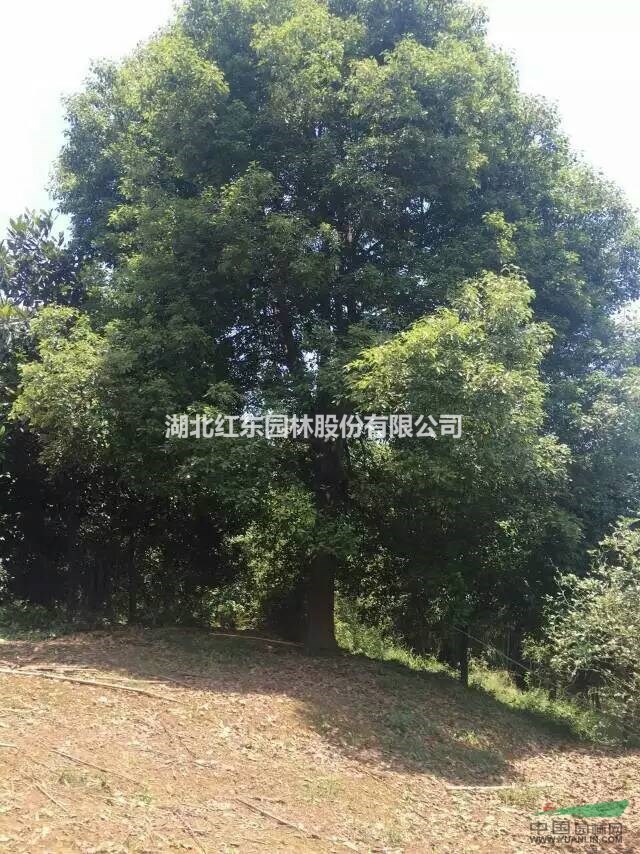 荊州骨架香樟丨松滋移栽香樟