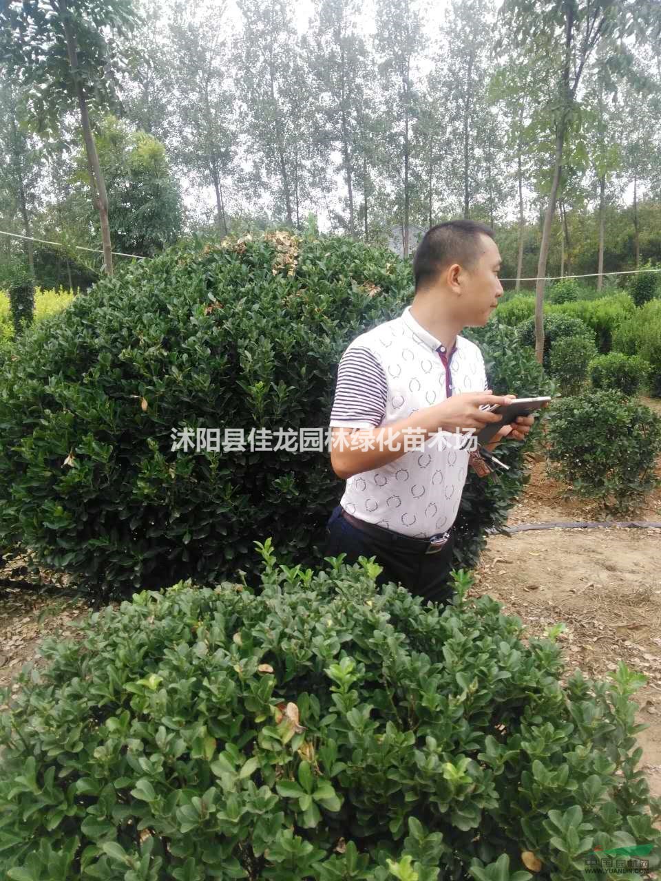 黃楊球批發(fā)/江蘇黃楊球價格/黃楊球基地