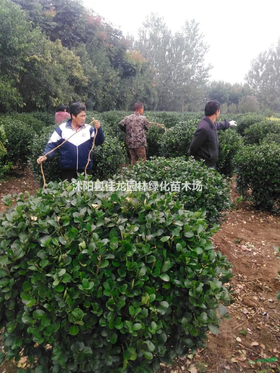 黃楊球批發(fā)/江蘇黃楊球價格/黃楊球基地