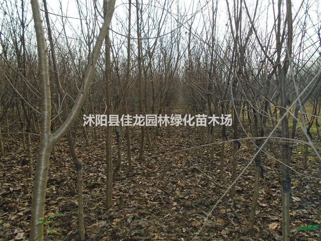榆葉梅批發(fā)/江蘇榆葉梅基地/榆葉梅價(jià)格