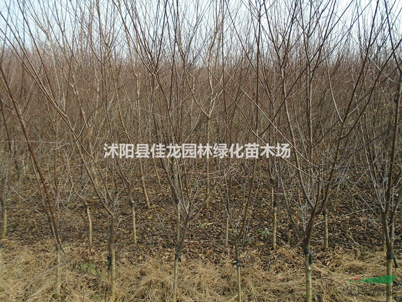 榆葉梅批發(fā)/江蘇榆葉梅基地/榆葉梅價(jià)格