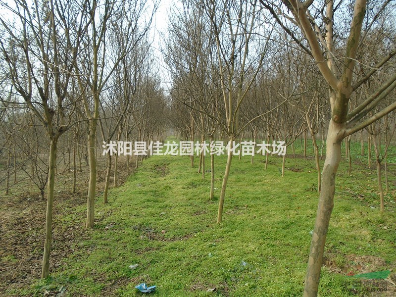 江蘇紫薇批發(fā)/紫薇照片/紫薇直銷