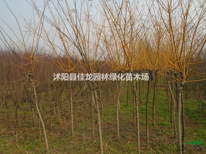 江蘇金枝槐照片/金枝槐批發(fā)/金枝槐基地