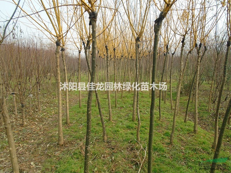 江蘇金枝槐照片/金枝槐批發(fā)/金枝槐基地