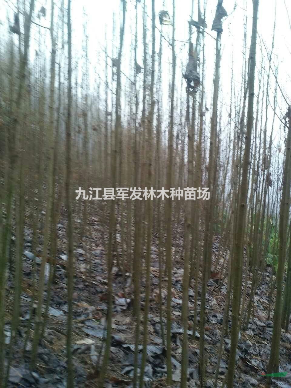 優(yōu)良馬褂木