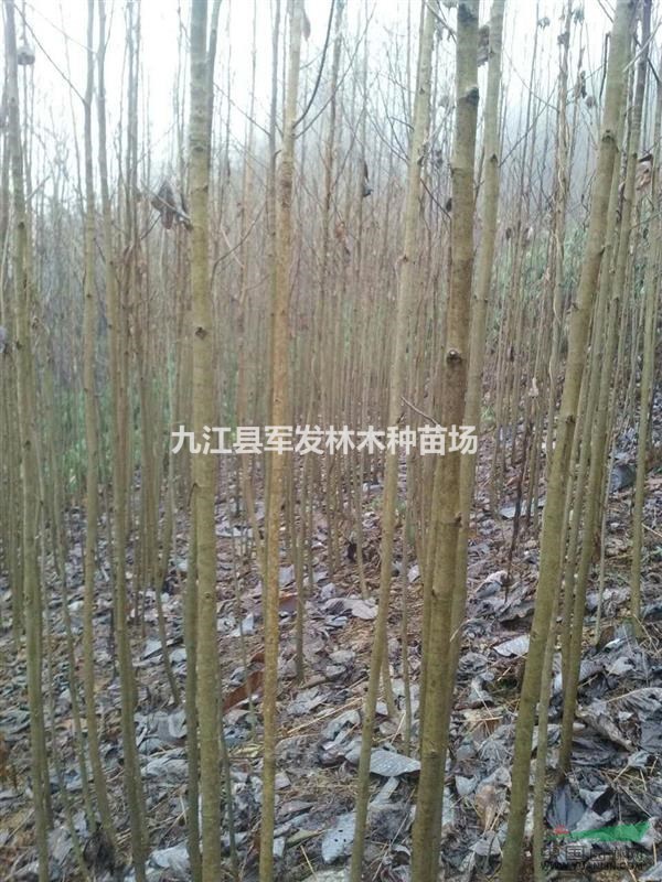 優(yōu)良馬褂木