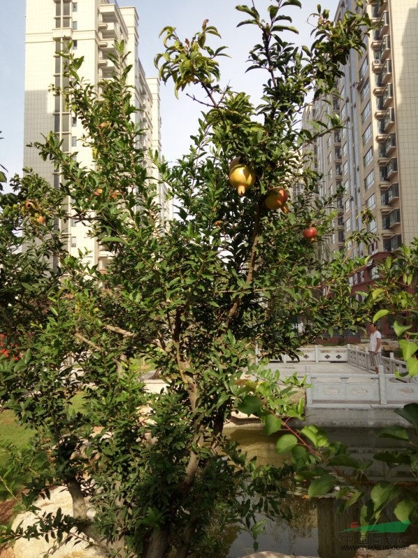 石榴樹(shù)