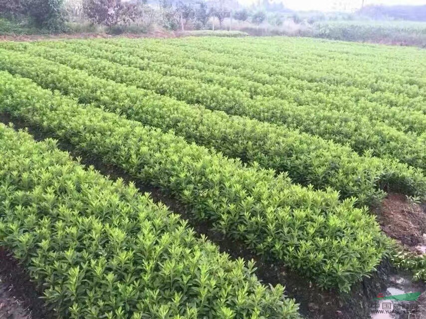 湖南紅花繼木小苗價(jià)格＇杜鵑苗、湖南小苗價(jià)格＇湖南優(yōu)質(zhì)小苗出售