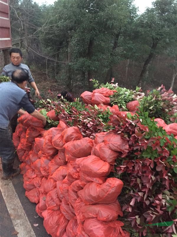 湖南紅花繼木小苗價(jià)格＇杜鵑苗、湖南小苗價(jià)格＇湖南優(yōu)質(zhì)小苗出售