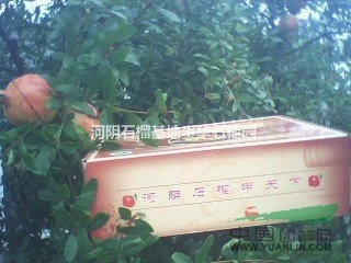 軟籽石榴樹苗、紅如意、中農紅、突尼斯、河陰
