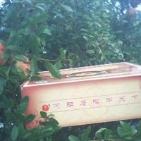 軟籽石榴樹苗、紅如意、中農(nóng)紅、突尼斯、河陰