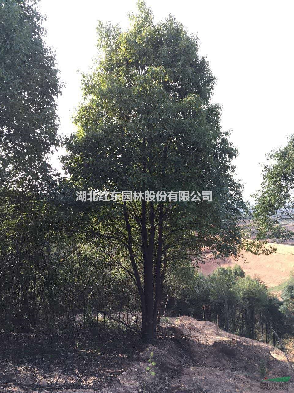 精品移栽香樟丨松滋優(yōu)質(zhì)香樟