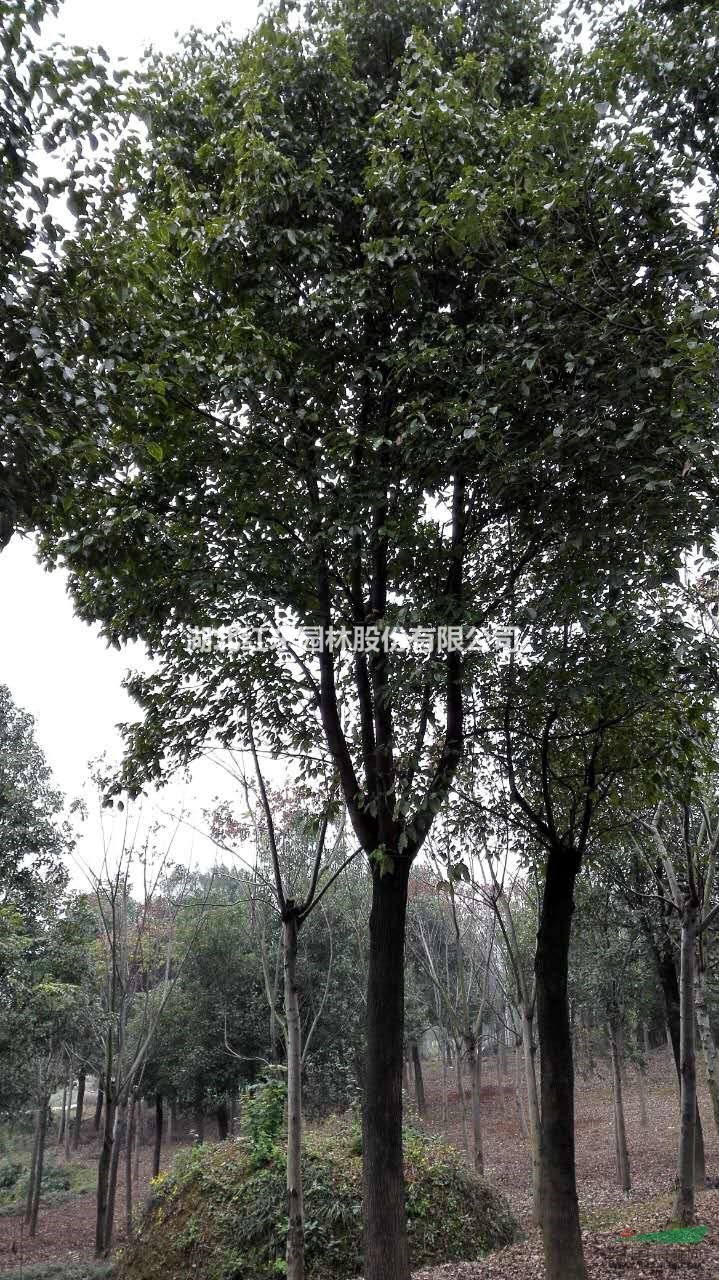 湖北紅東園林大量供應(yīng)全冠香樟