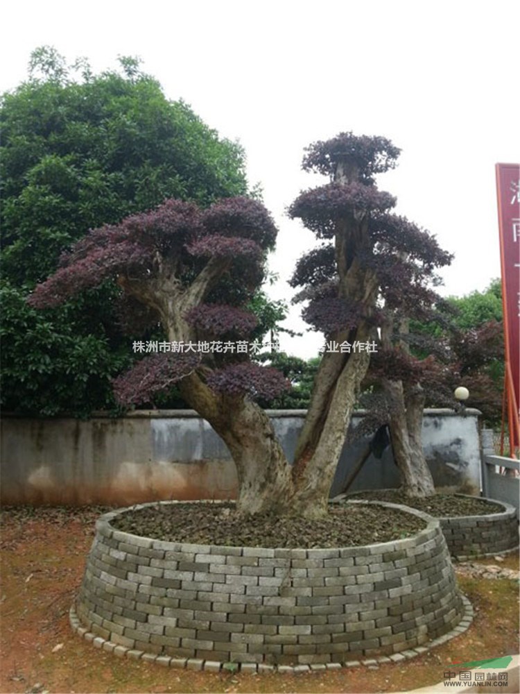 湖南優(yōu)質(zhì)造型苗木｛造型紅花繼木｝造型紅花繼木樹樁批發(fā)