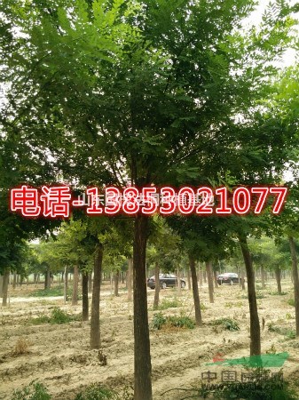 50公分大規(guī)格國(guó)槐%國(guó)槐價(jià)格