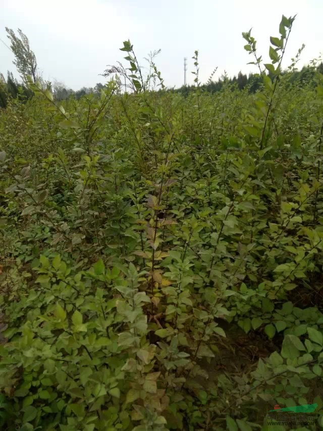 山西連翹苗價格+河南連翹苗價格=藥用連翹苗價格