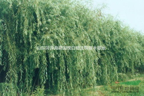 木瓜樹小苗木瓜樹價(jià)格木瓜樹種植