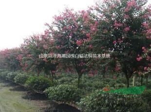 木瓜樹小苗木瓜樹價(jià)格木瓜樹種植