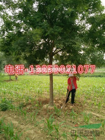 皂角樹**50公分移栽皂角樹基地