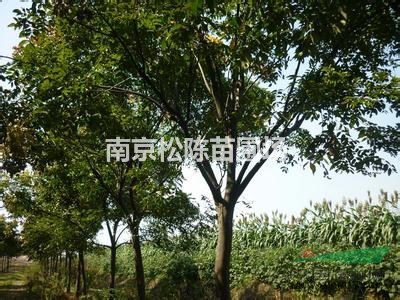 供應(yīng)全冠12公分黃山欒樹價格