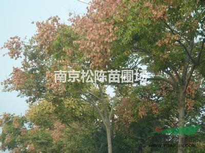 供應(yīng)全冠12公分黃山欒樹價格