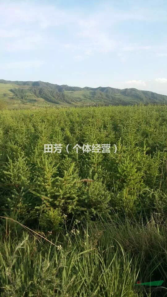 青海地区供应大量80—160优质云杉，价格实惠