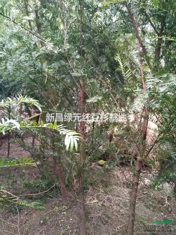 紅豆杉3公分